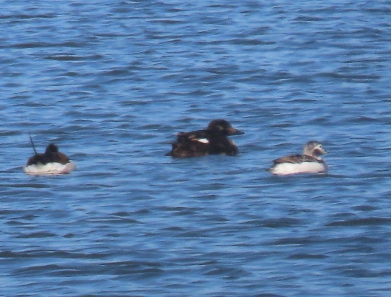 White-winged Scoter - ML633403838