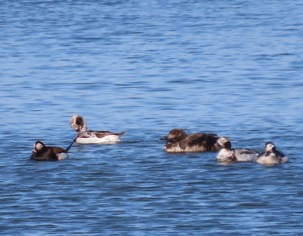 Long-tailed Duck - ML633403853