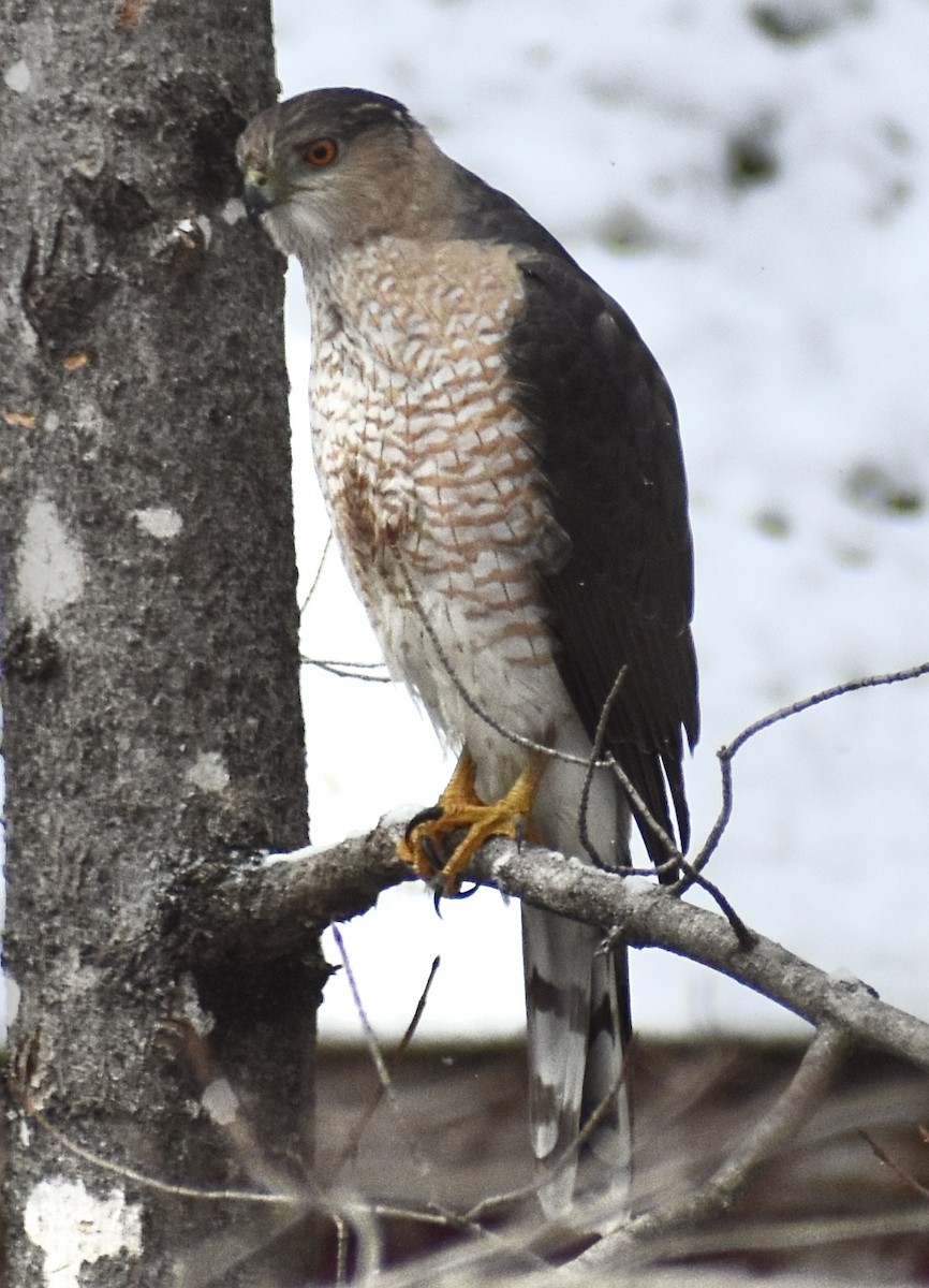 Cooper's Hawk - ML633403903