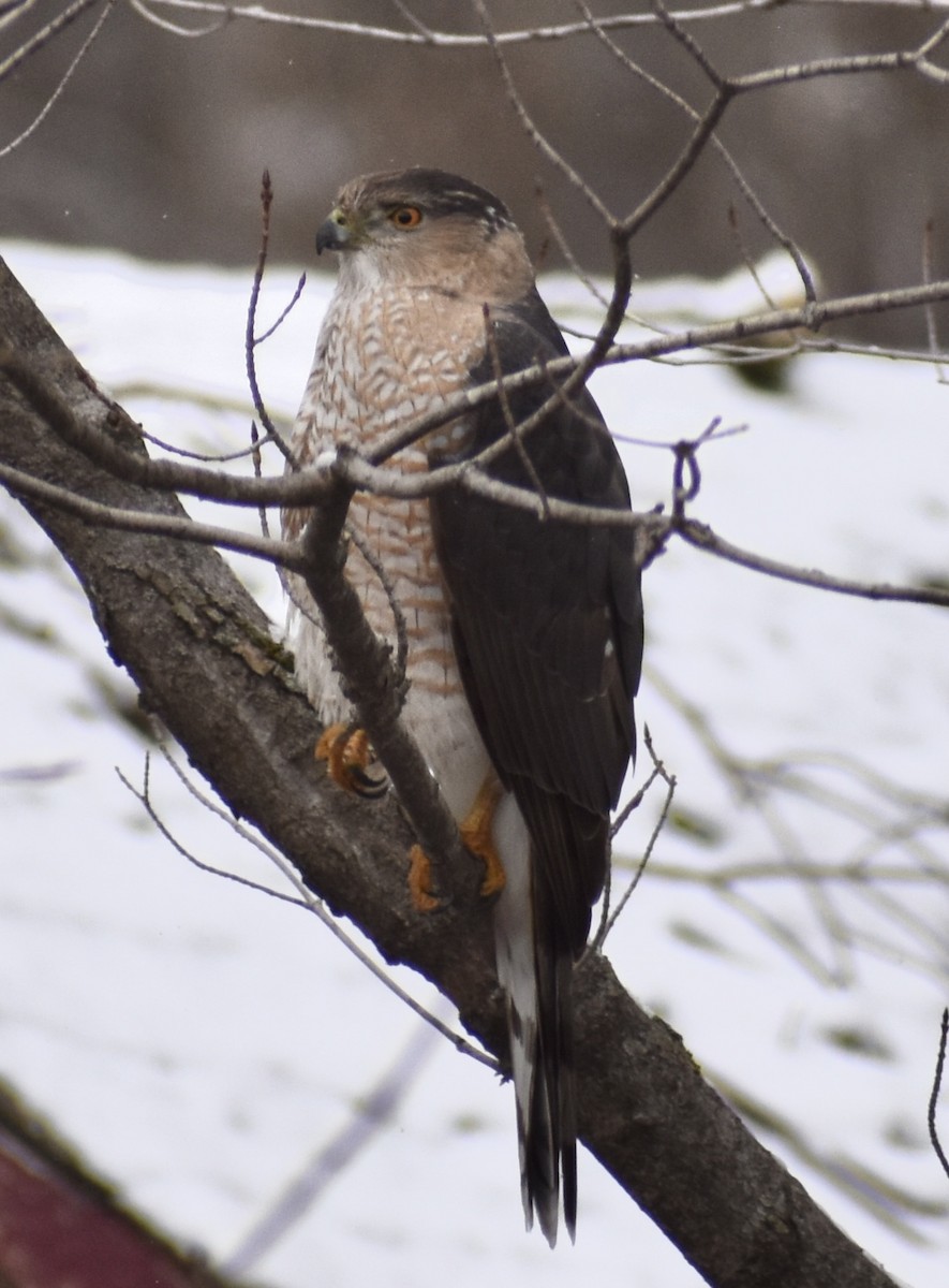 Cooper's Hawk - ML633403907