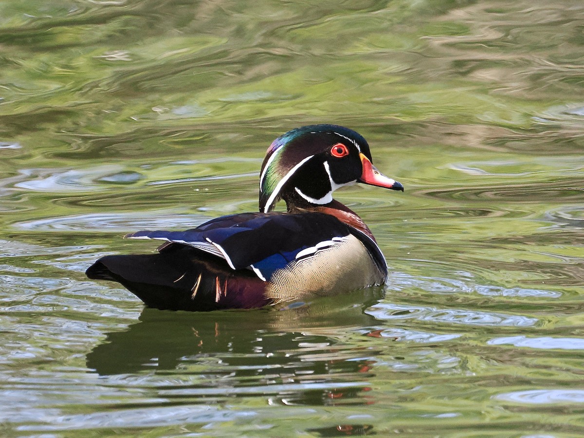 Wood Duck - ML633403998