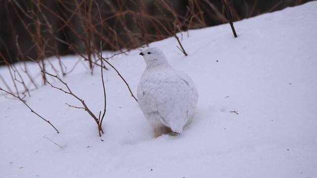 Willow Ptarmigan - ML633404008