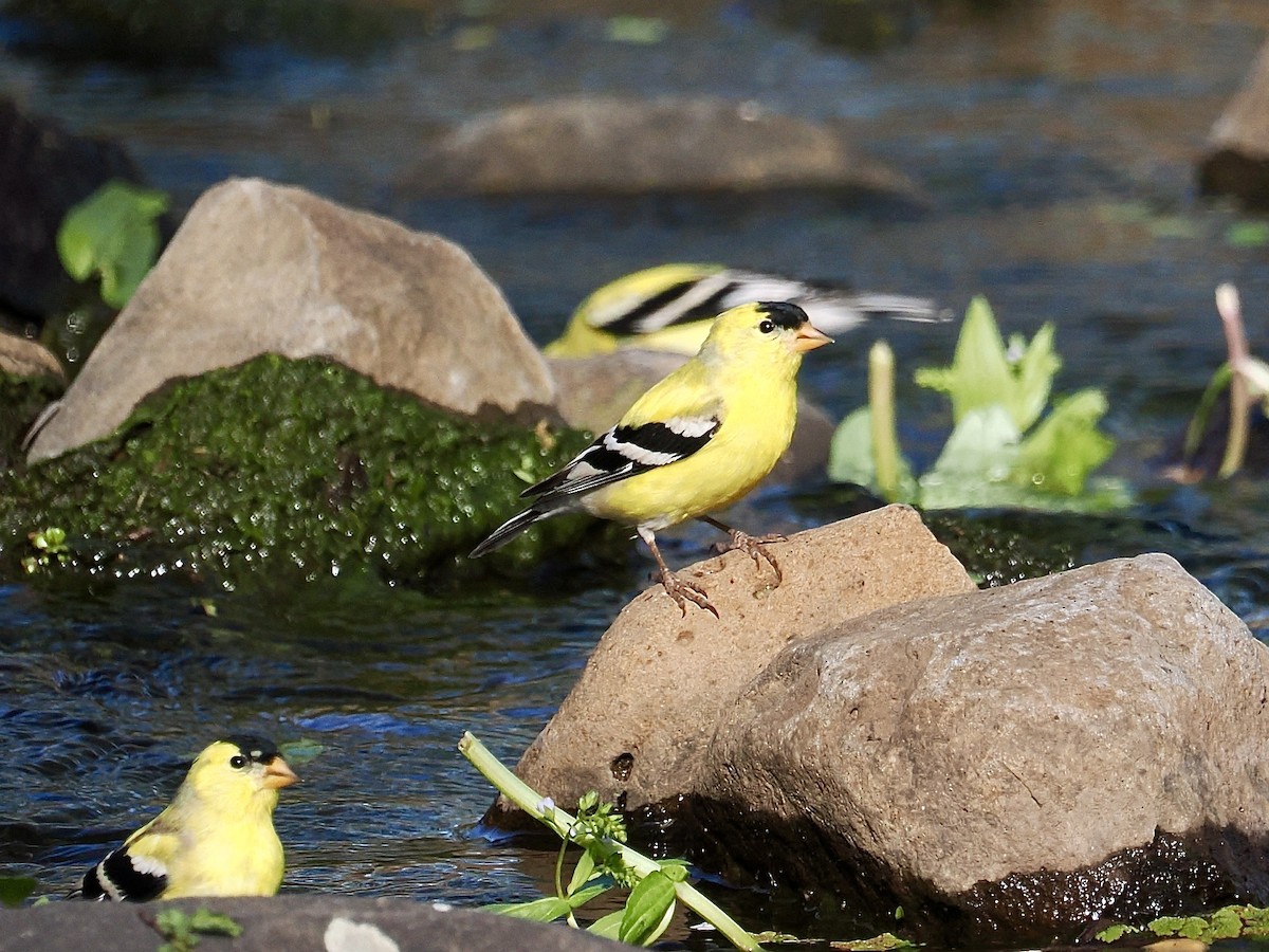 American Goldfinch - ML633404018