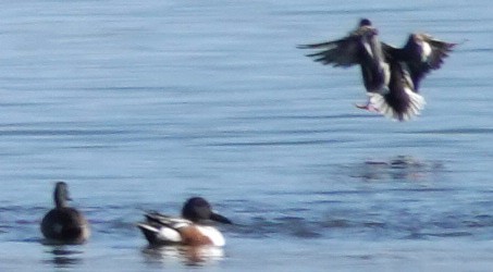 Northern Shoveler - ML633404084