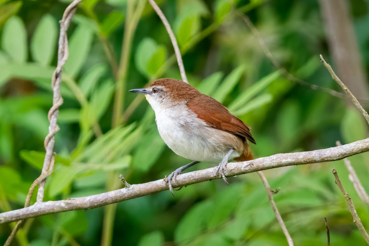 Yellow-chinned Spinetail - Alessandro Lupatini