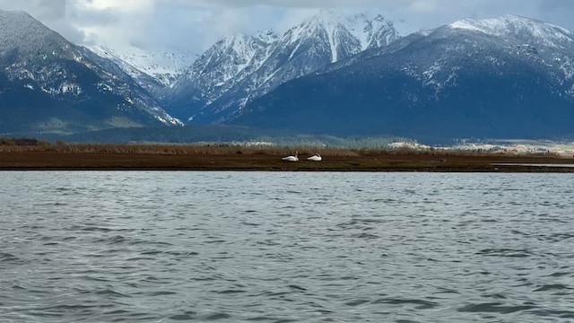 Trumpeter Swan - ML633404274