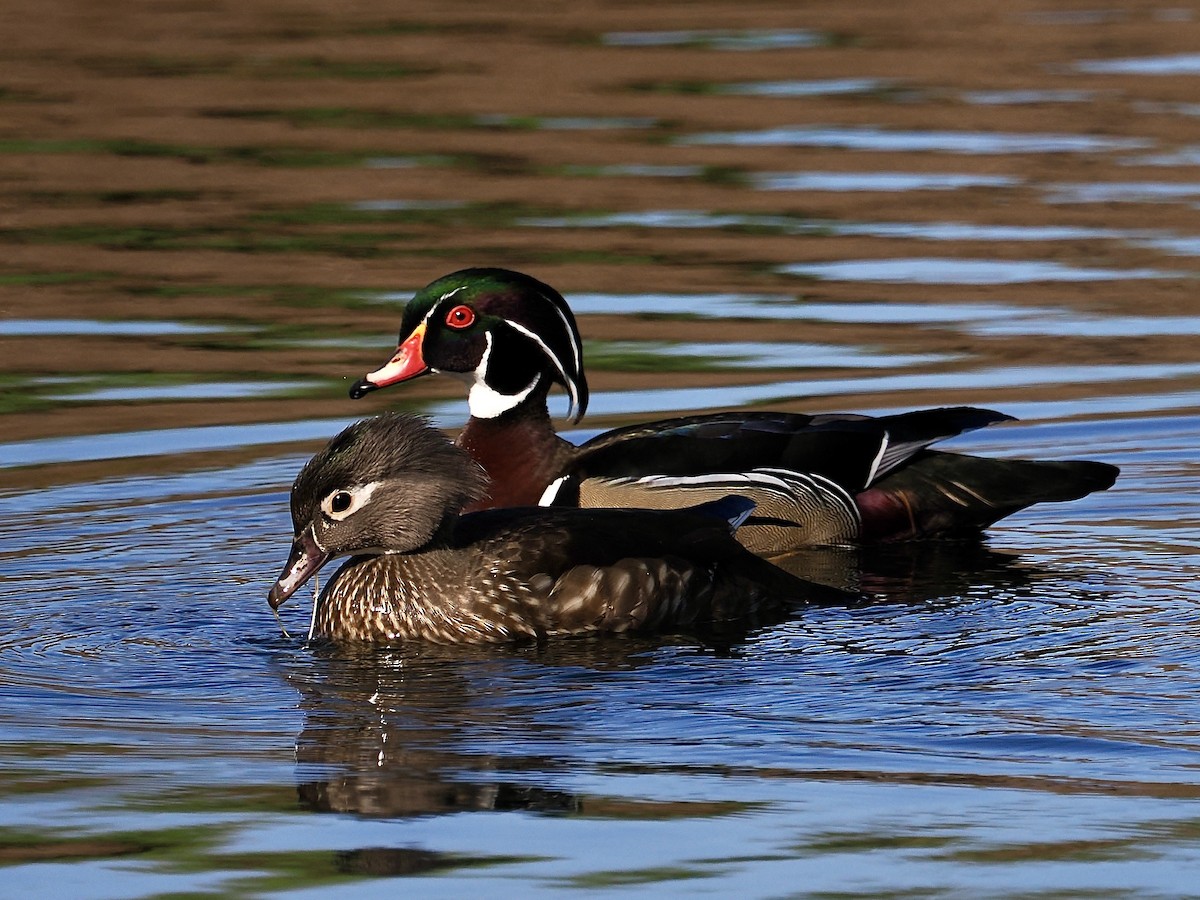 Wood Duck - ML633404302