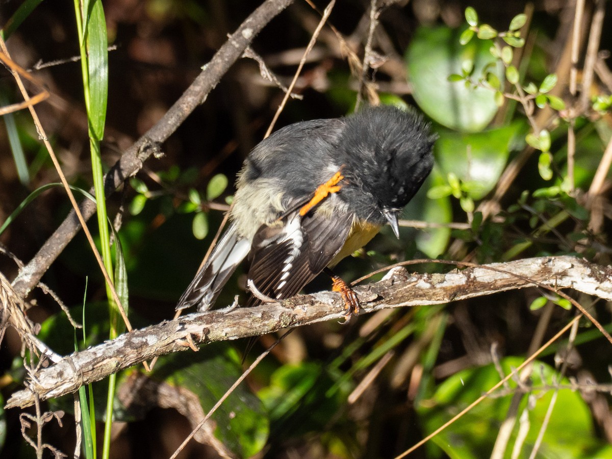 Tomtit (New Zealand) - ML633404498