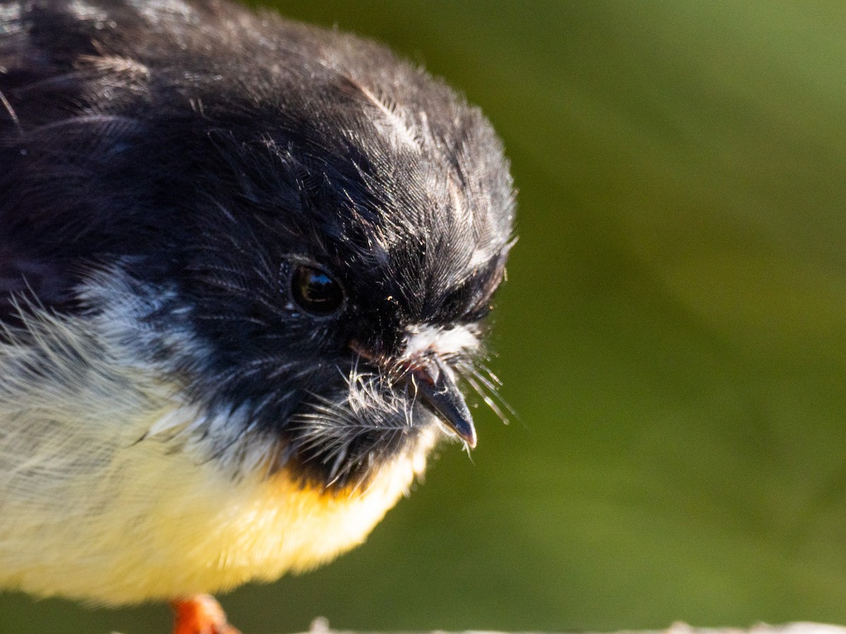 Tomtit (New Zealand) - ML633404501