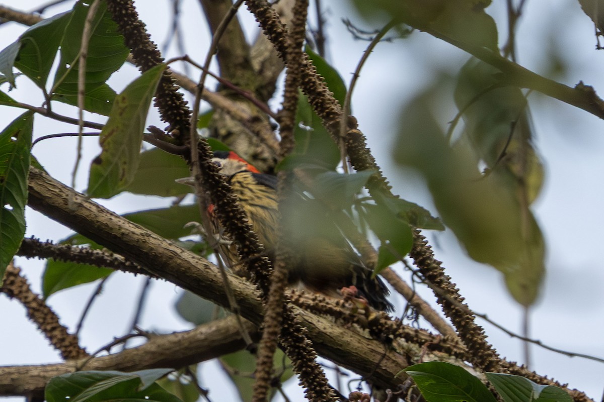 Darjeeling Woodpecker - ML633404567