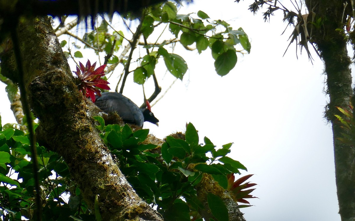 Horned Guan - ML633404621