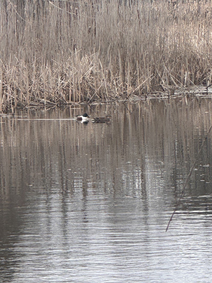 Northern Shoveler - ML633404819