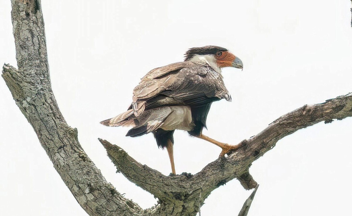 Crested Caracara - ML633404934