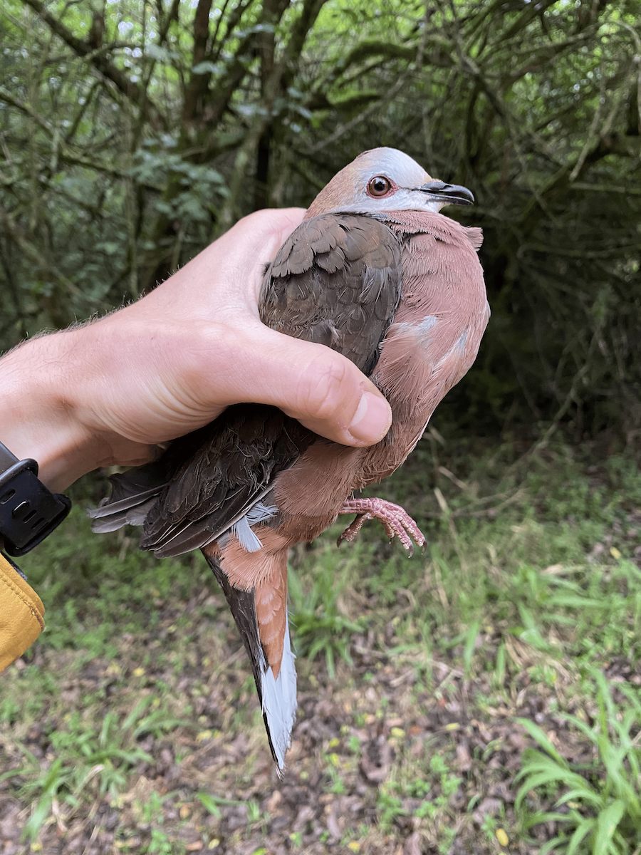 Lemon Dove - ML633404985