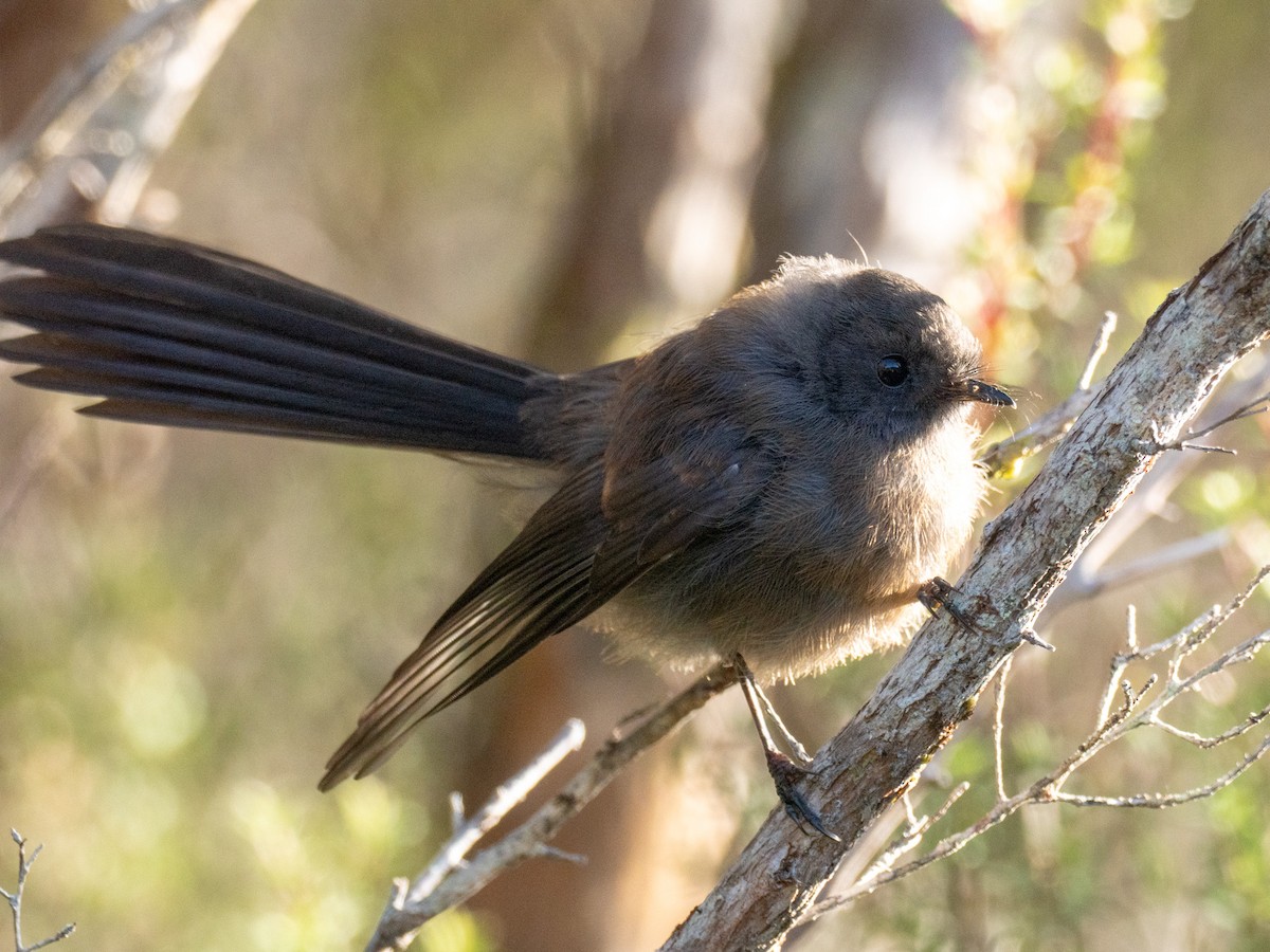 New Zealand Fantail - ML633404992