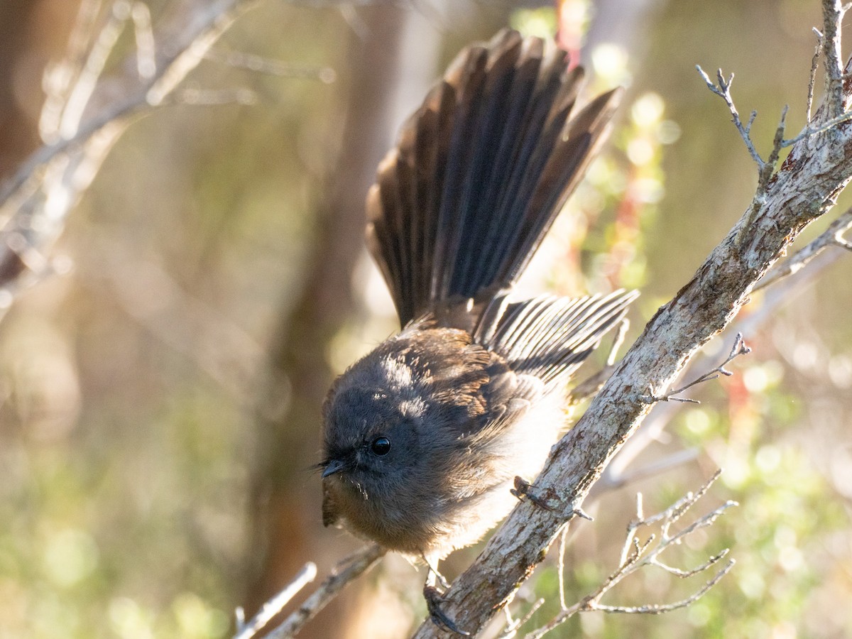 New Zealand Fantail - ML633404994