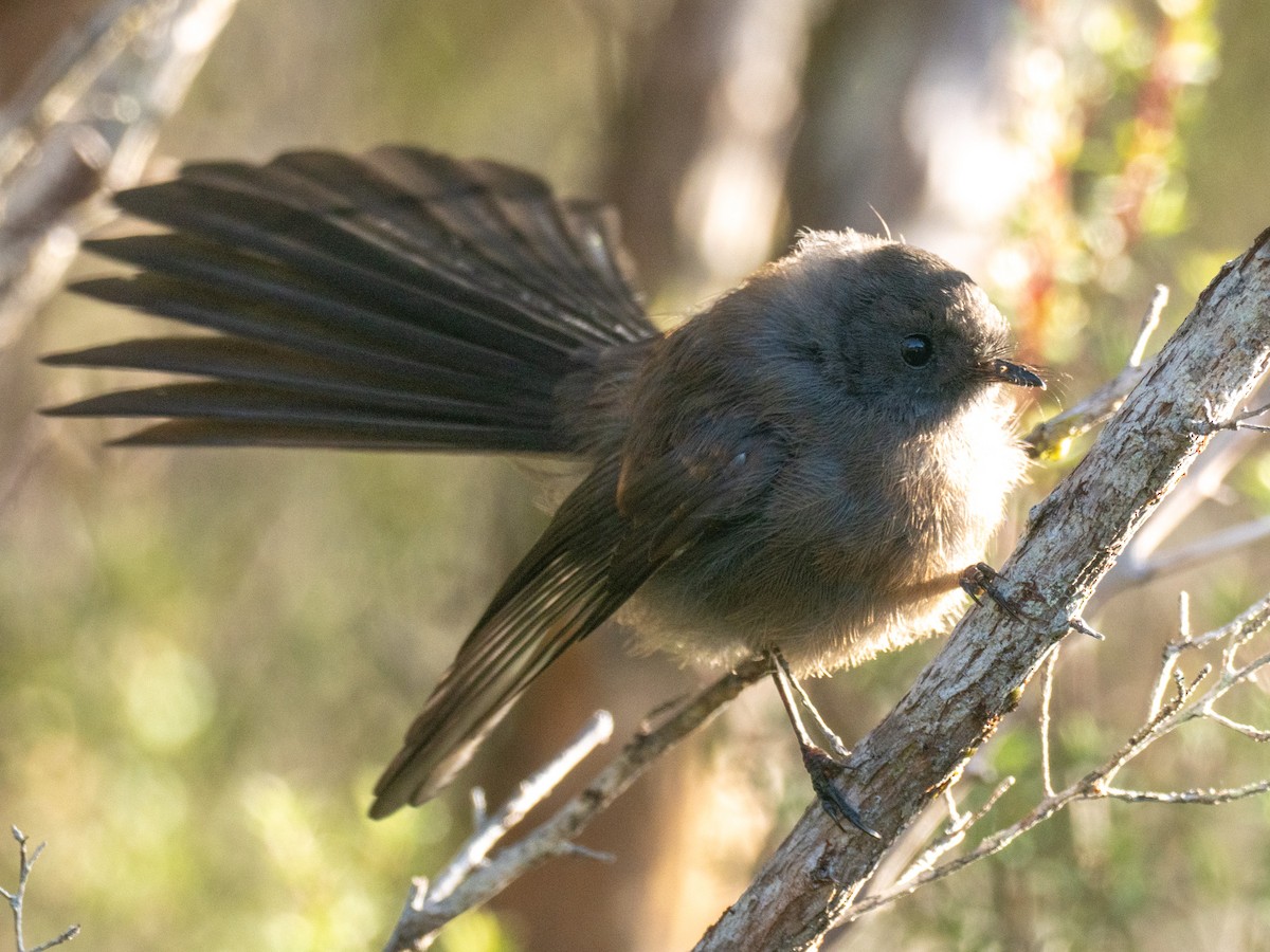 New Zealand Fantail - ML633404995