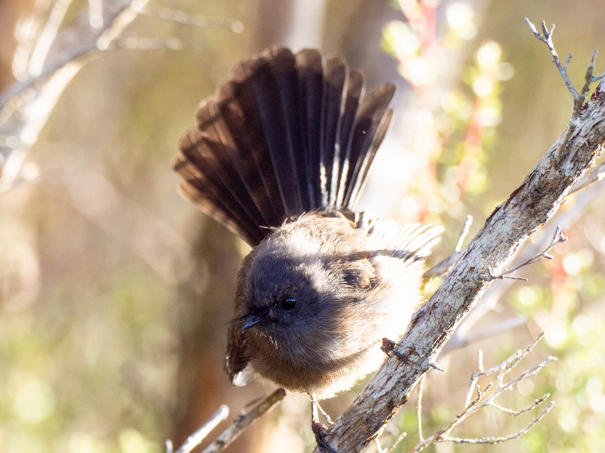 New Zealand Fantail - ML633404996