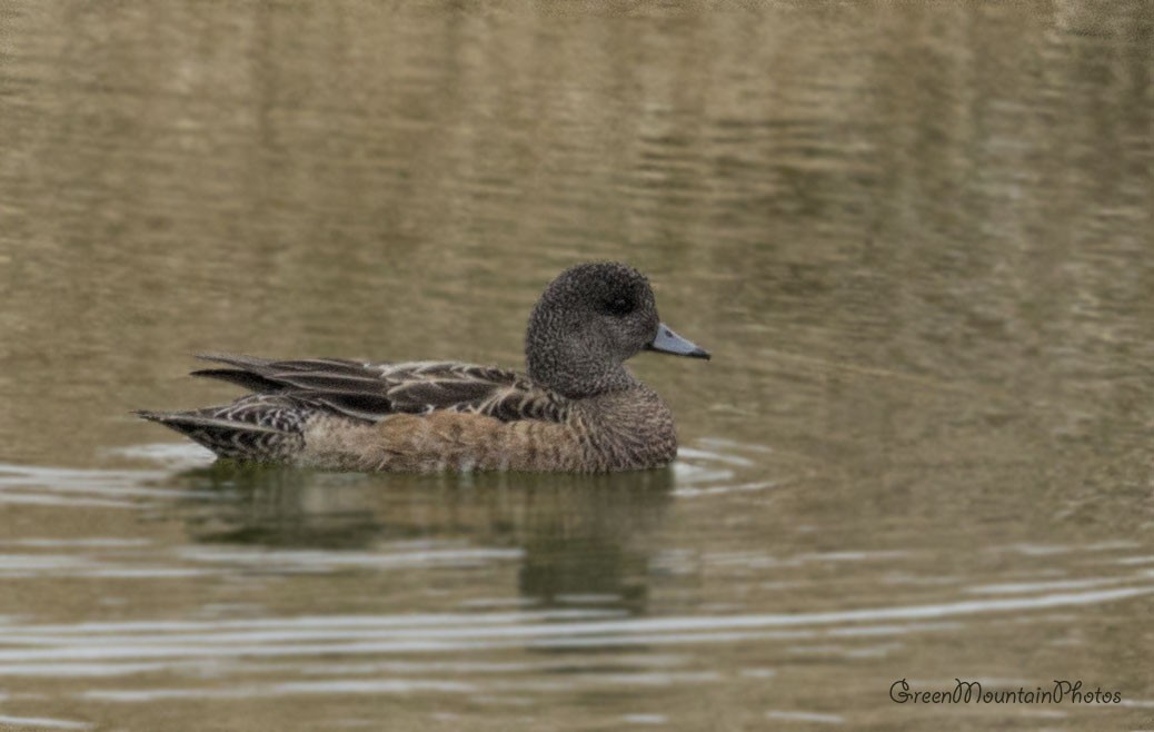 American Wigeon - ML633405015