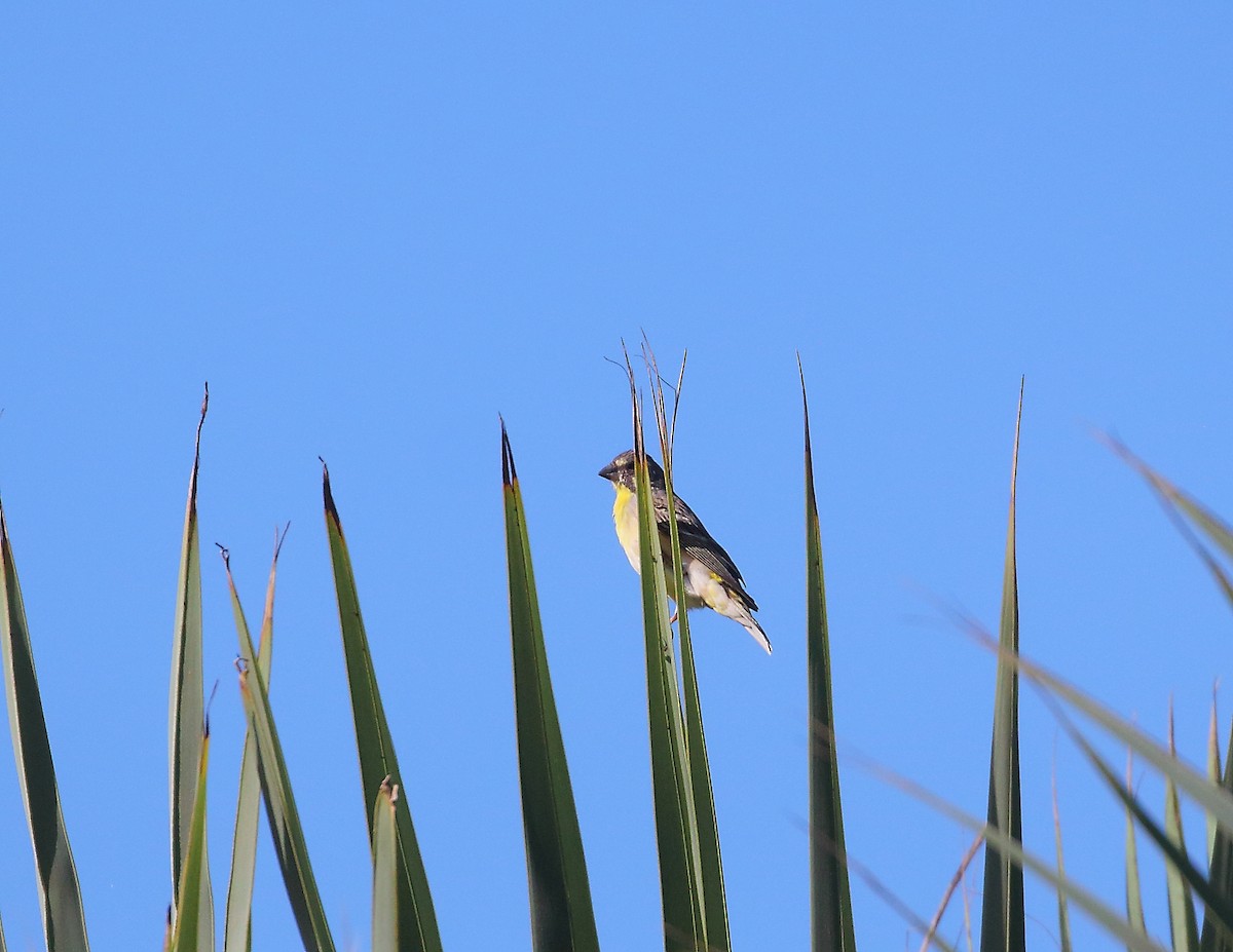 Lemon-breasted Seedeater - ML633405022