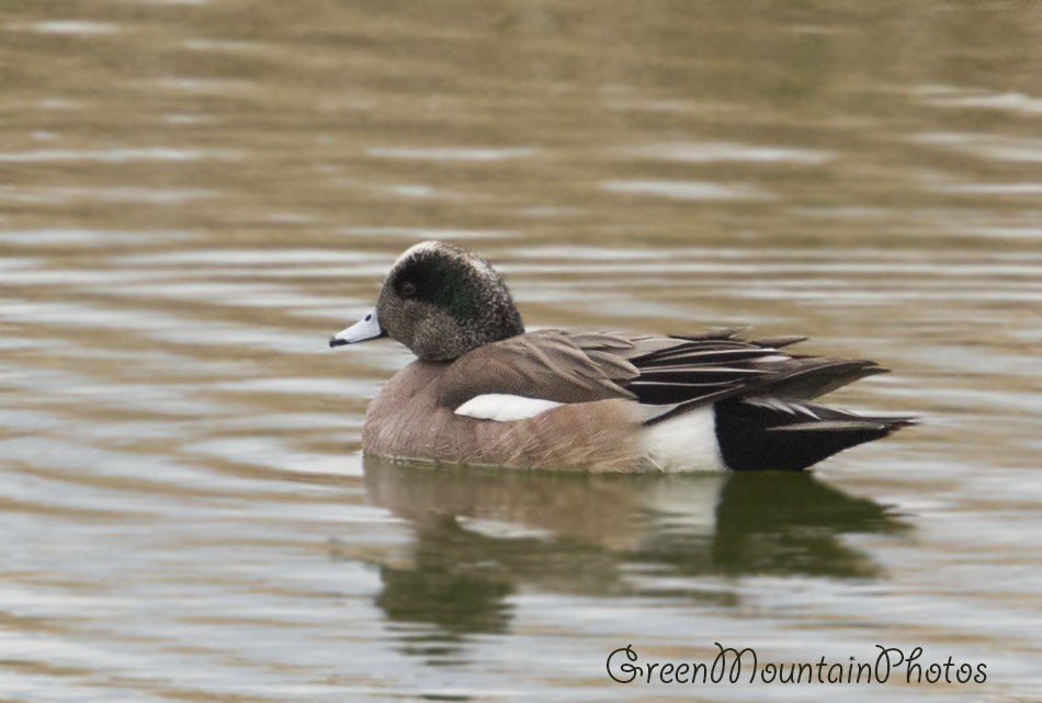 American Wigeon - ML633405023