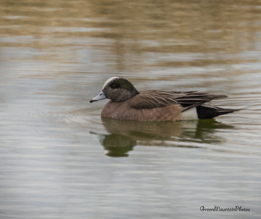 American Wigeon - ML633405072