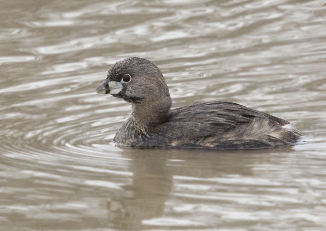 Pied-billed Grebe - ML633405099