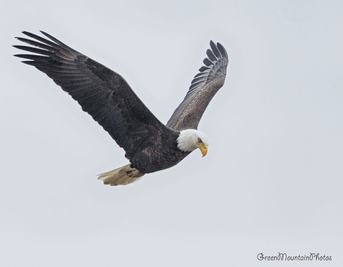 Bald Eagle - ML633405121