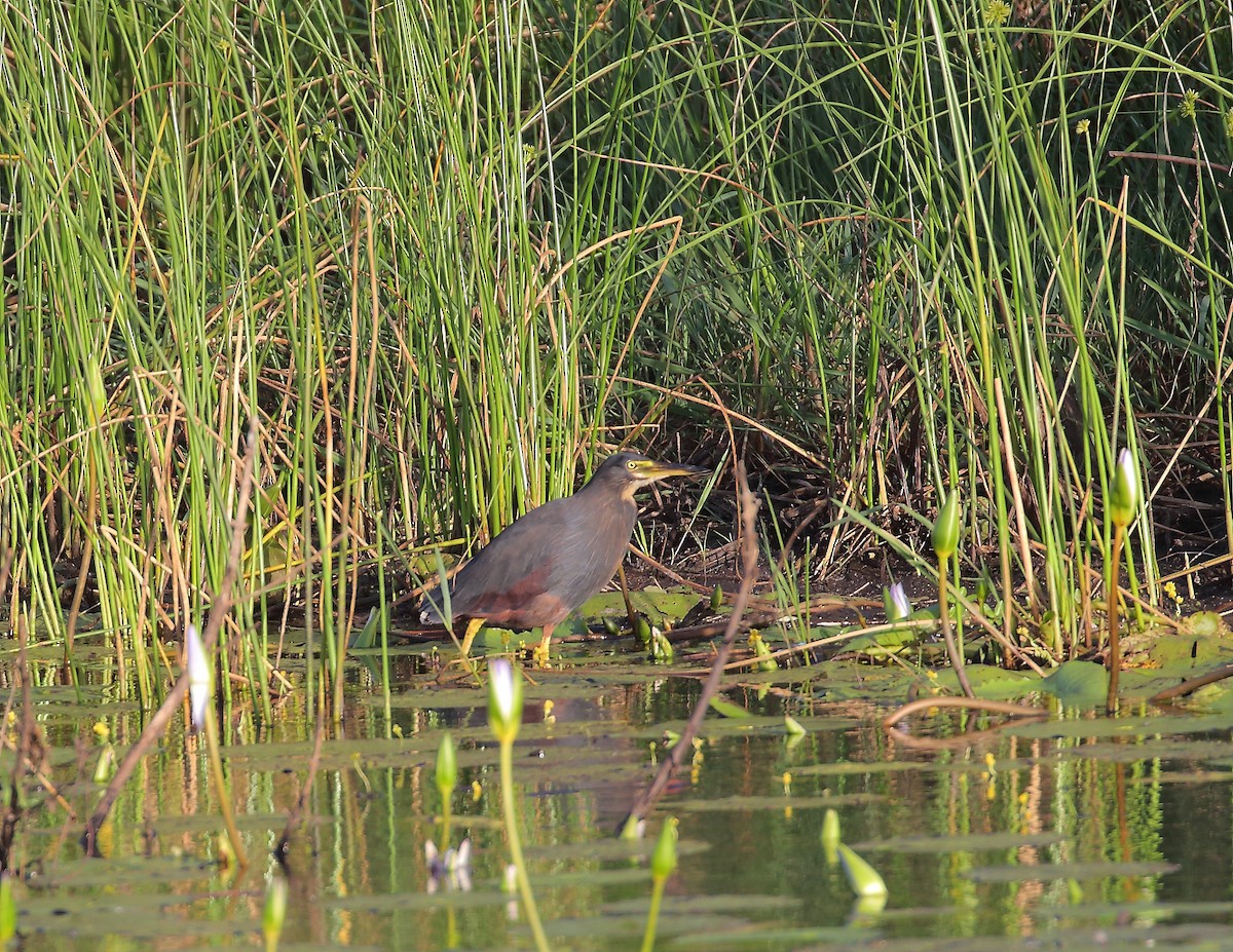 クロアマサギ - ML633405272