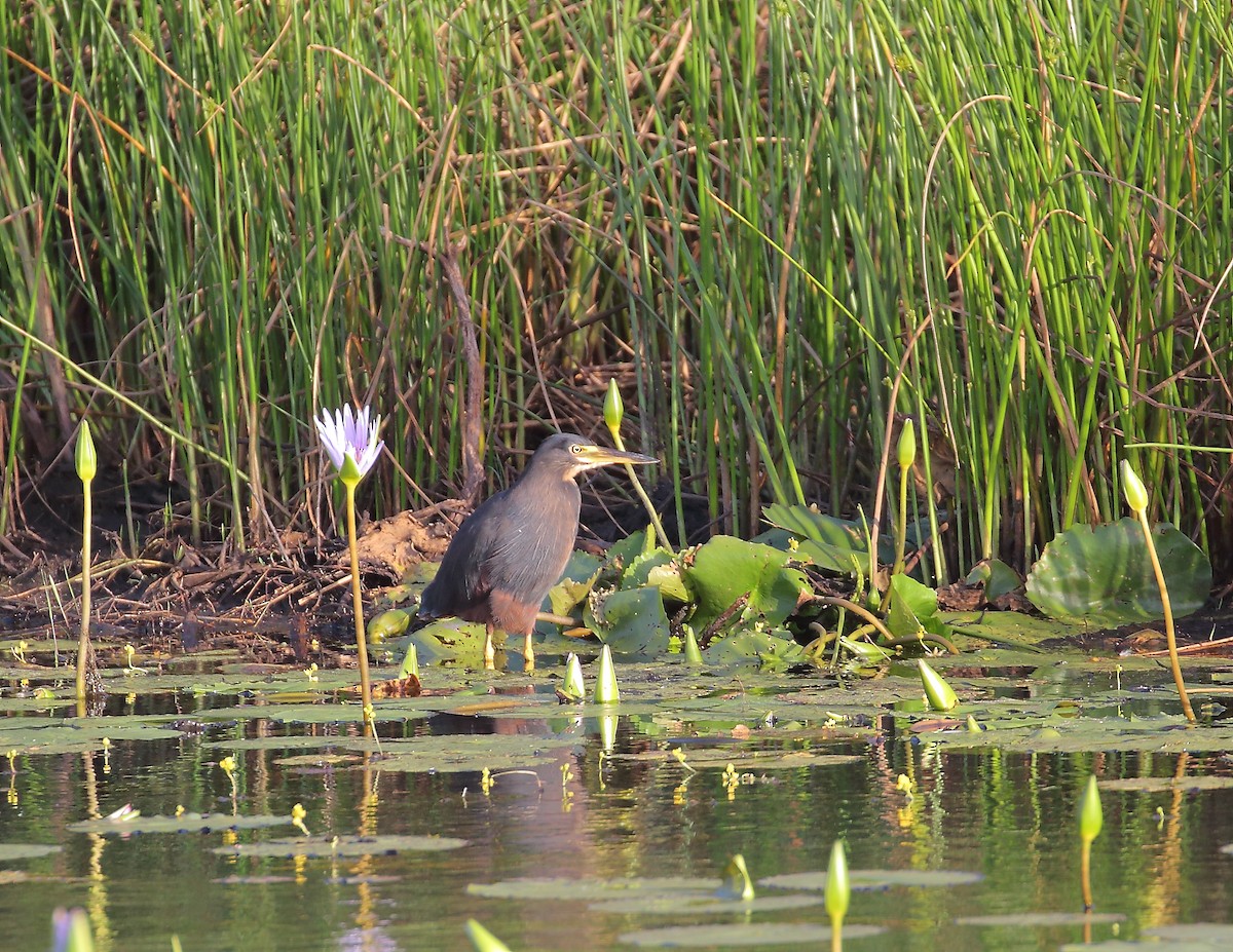 クロアマサギ - ML633405275