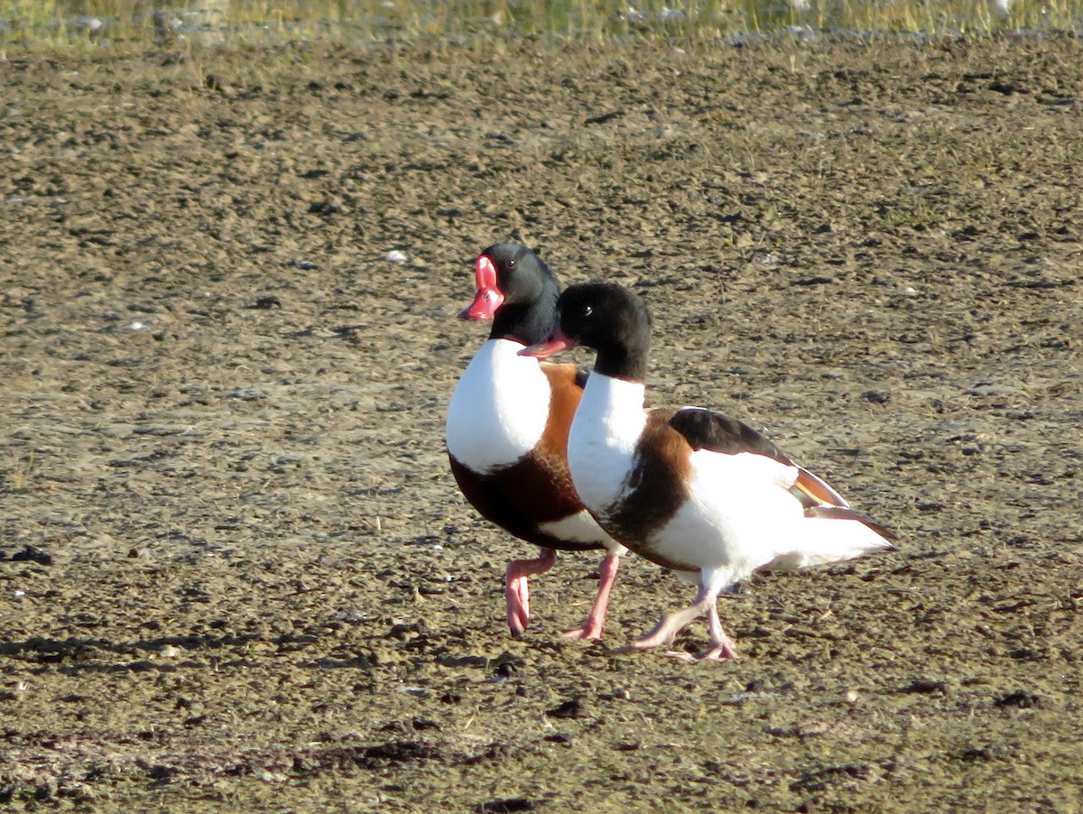 花鳧 - ML633405352