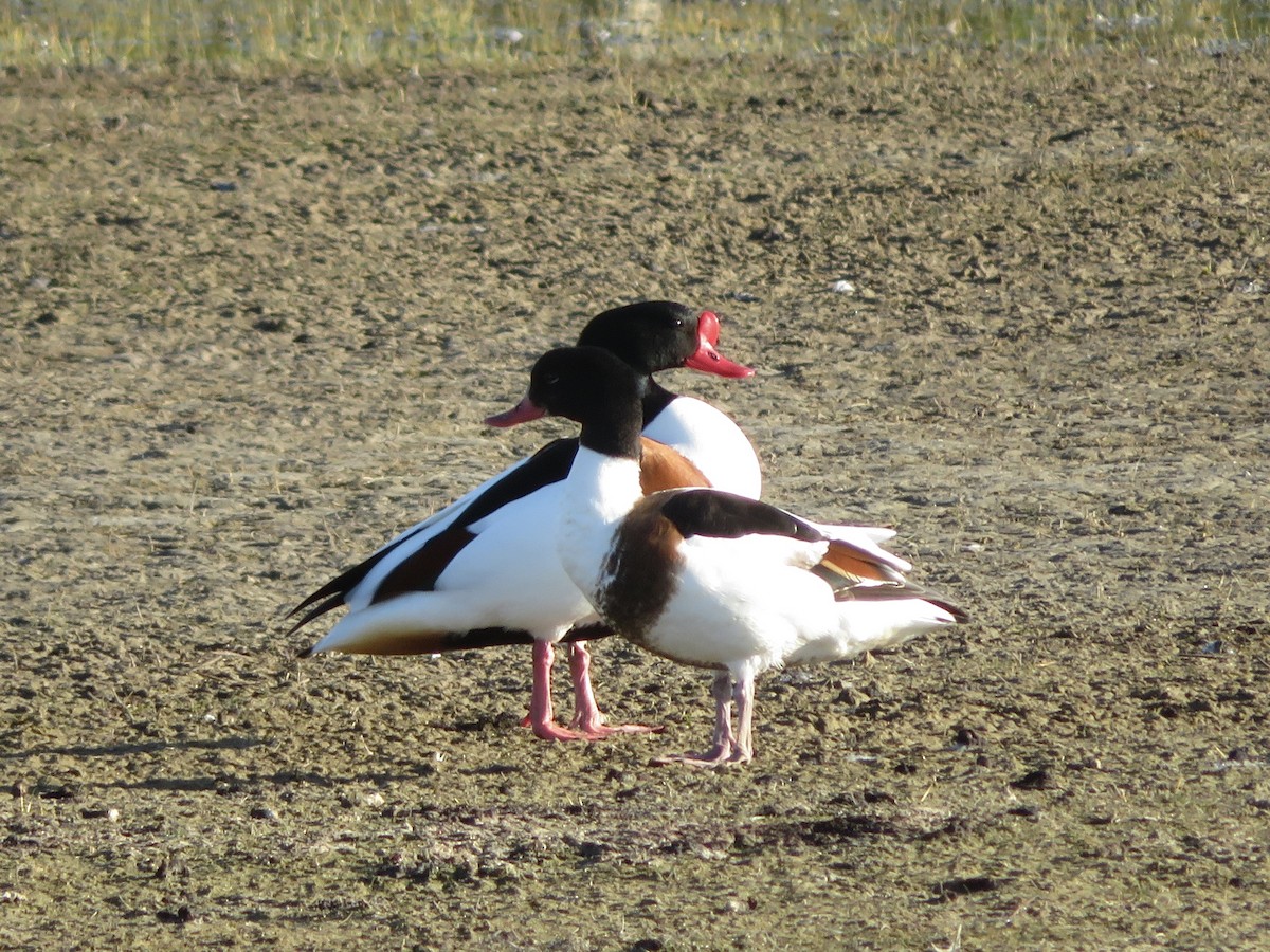 花鳧 - ML633405353