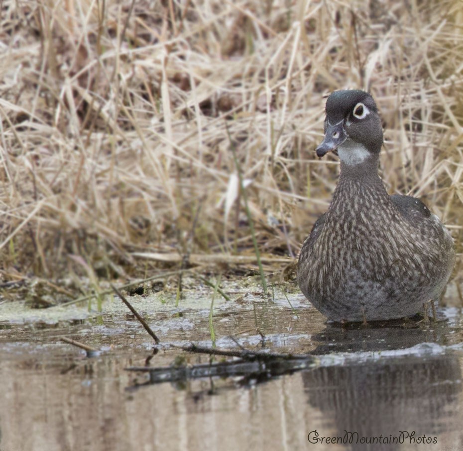 Wood Duck - ML633405374