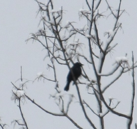 Rusty Blackbird - ML633405382