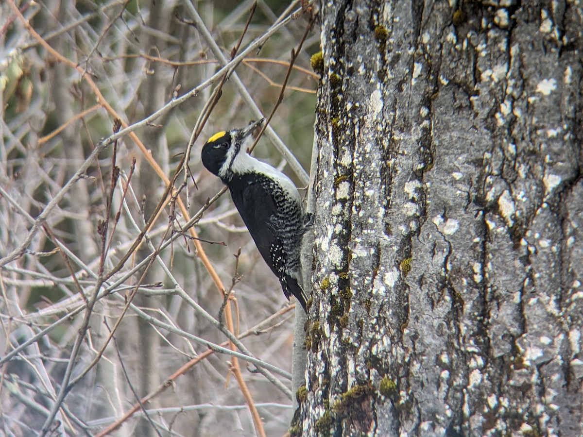 Black-backed Woodpecker - ML633405389