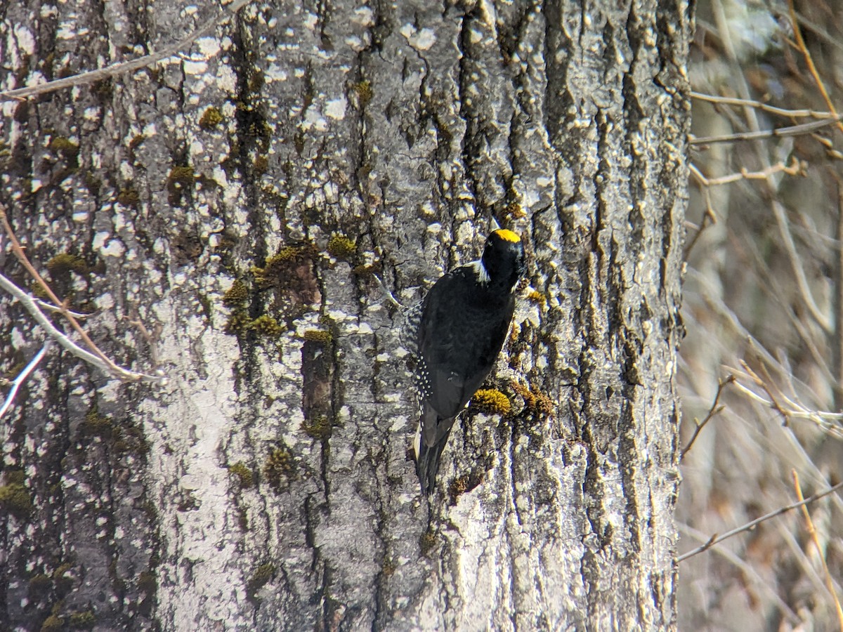 Black-backed Woodpecker - ML633405424