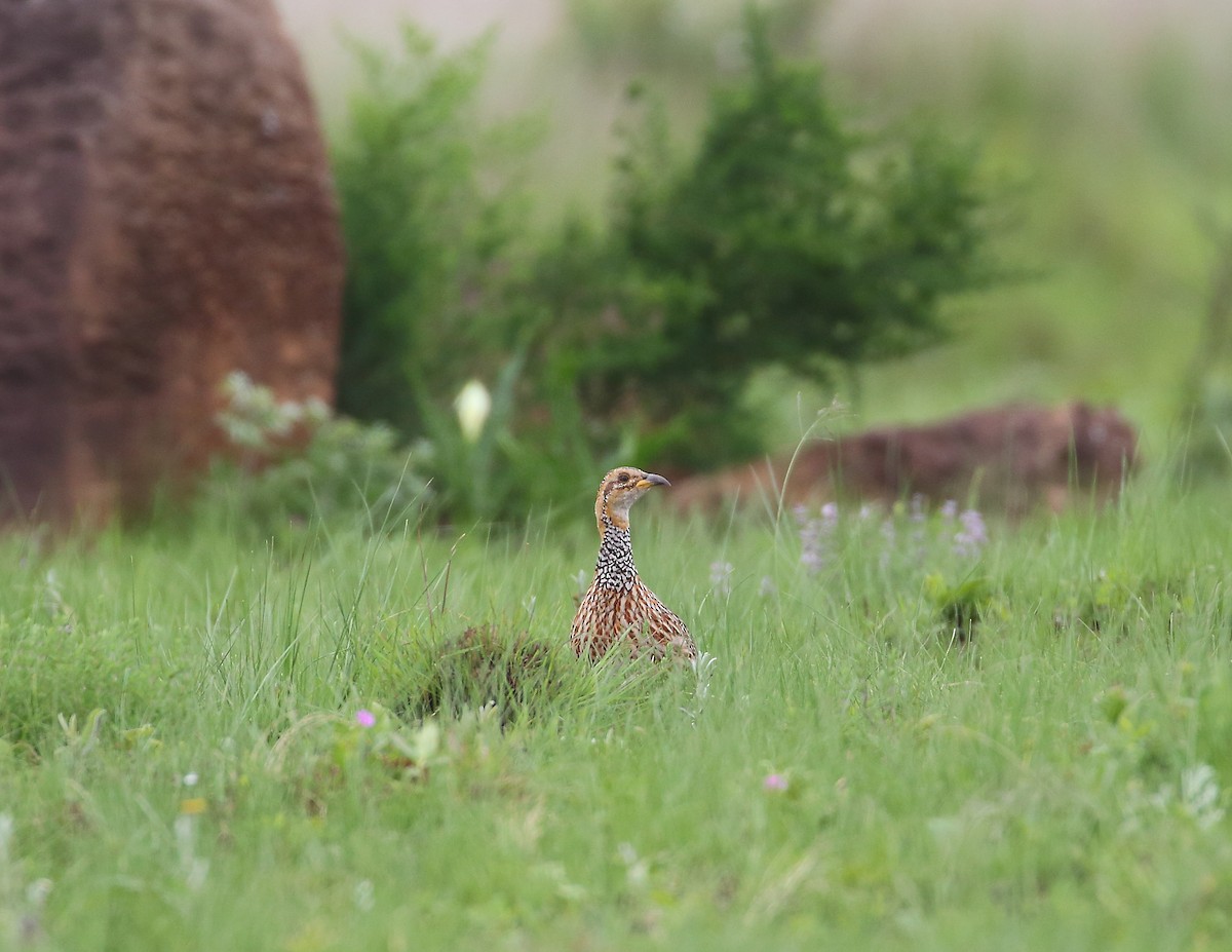 Red-winged Francolin - ML633405536