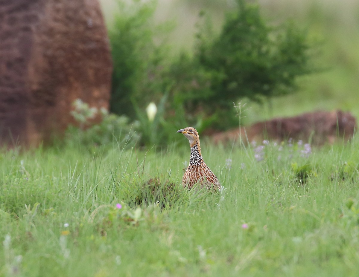 Red-winged Francolin - ML633405540