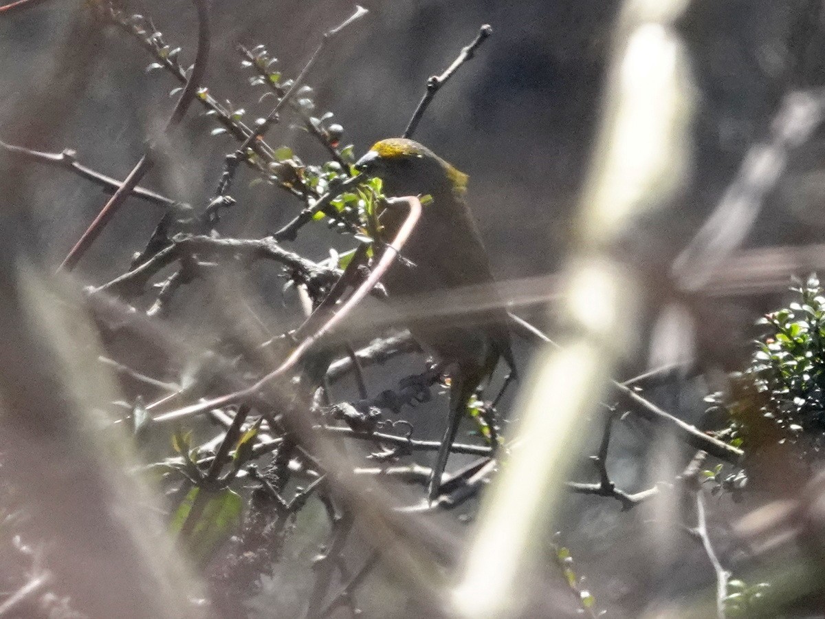 Crimson-browed Finch - ML633405548