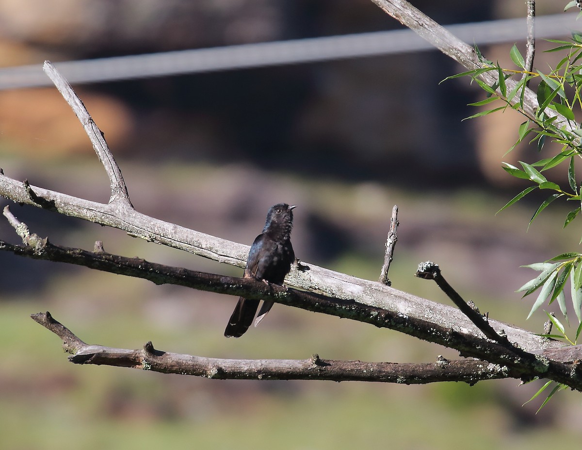 Black Cuckoo - ML633405574