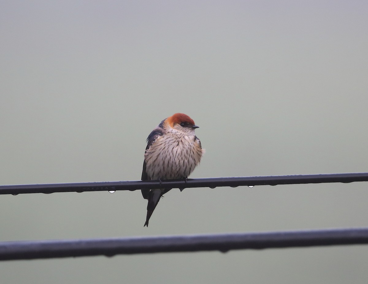 Greater Striped Swallow - ML633405615