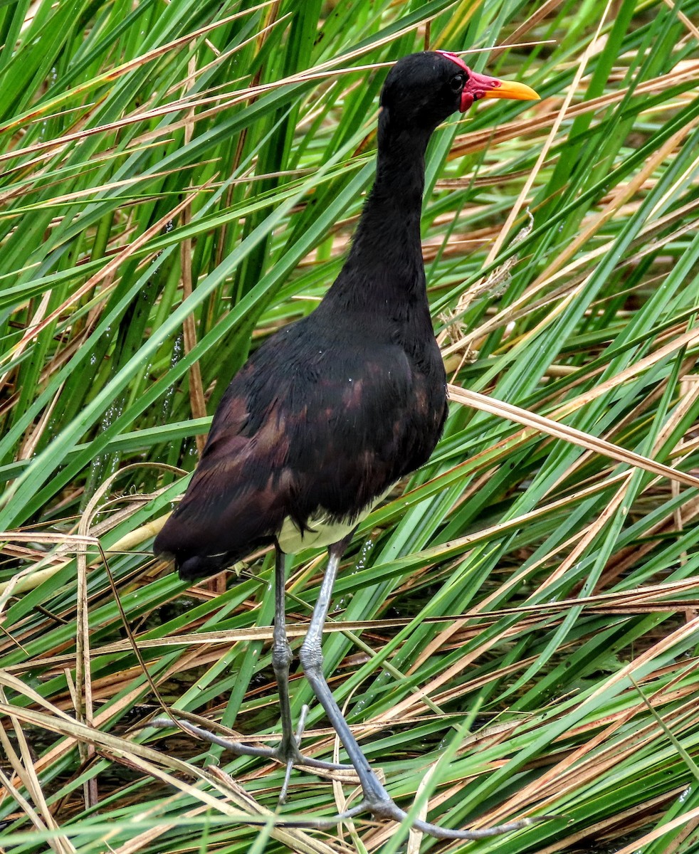 Wattled Jacana - ML633405713