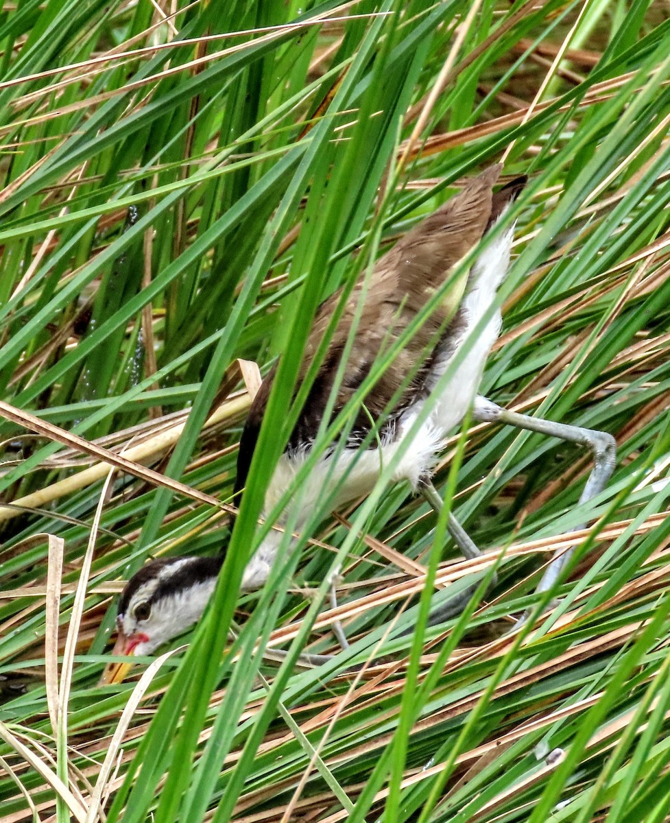 Wattled Jacana - ML633405746