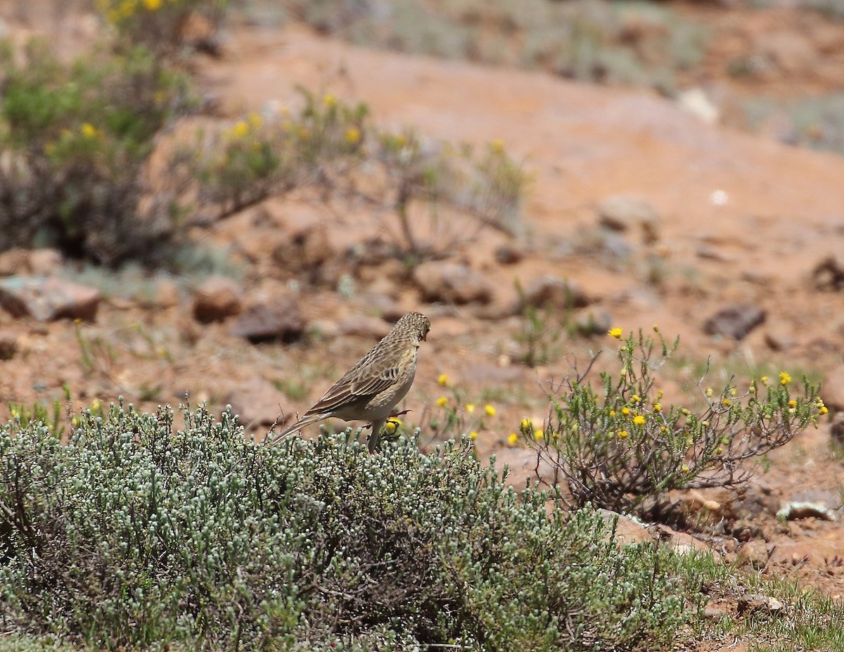 Mountain Pipit - ML633405764