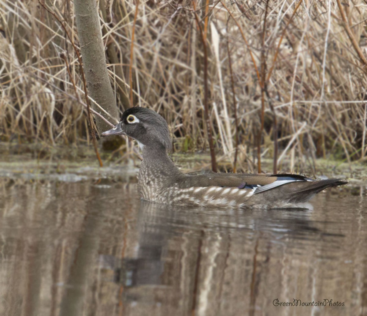 Wood Duck - ML633405818
