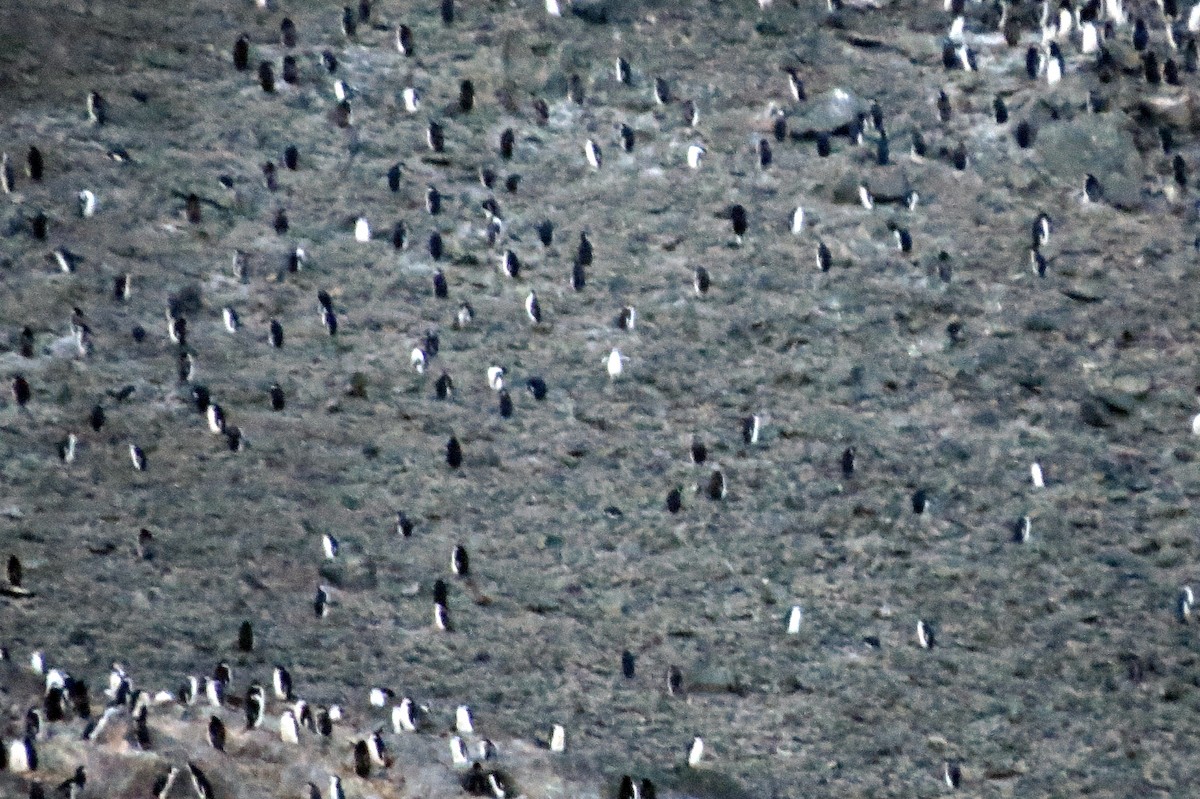 Chinstrap Penguin - ML633405829