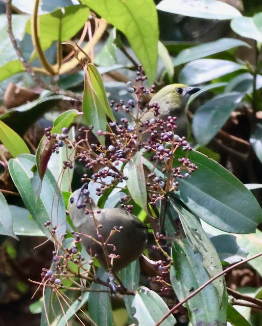 Palm Tanager - ML633405836