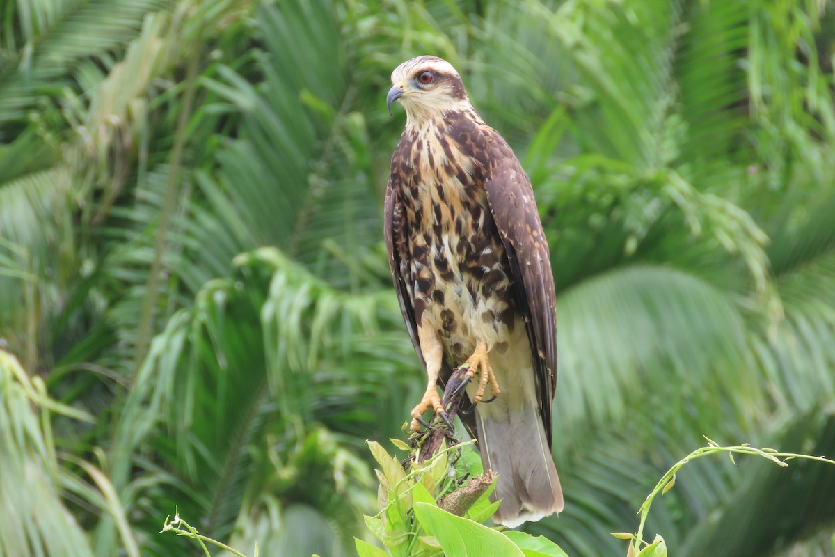 Snail Kite - ML633405851