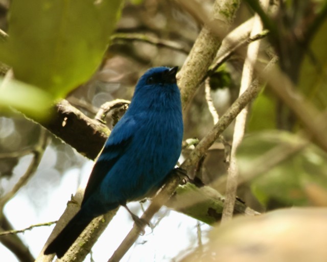 Blue-and-black Tanager - ML633405870