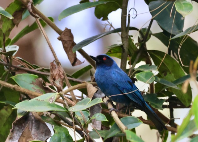 Masked Flowerpiercer - ML633405874